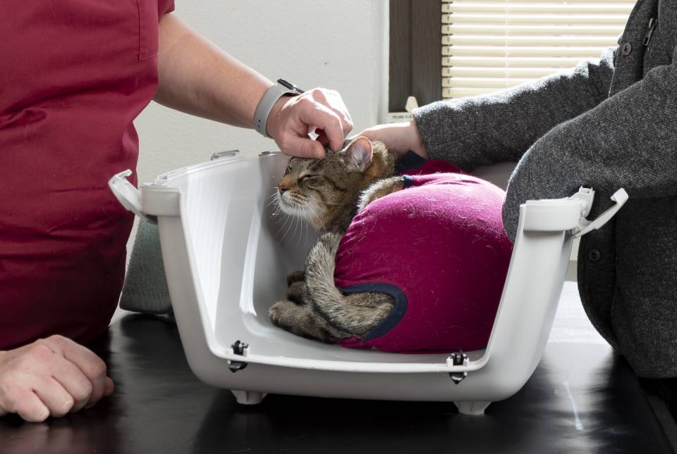 Katze wird in Transportbox gestreichelt