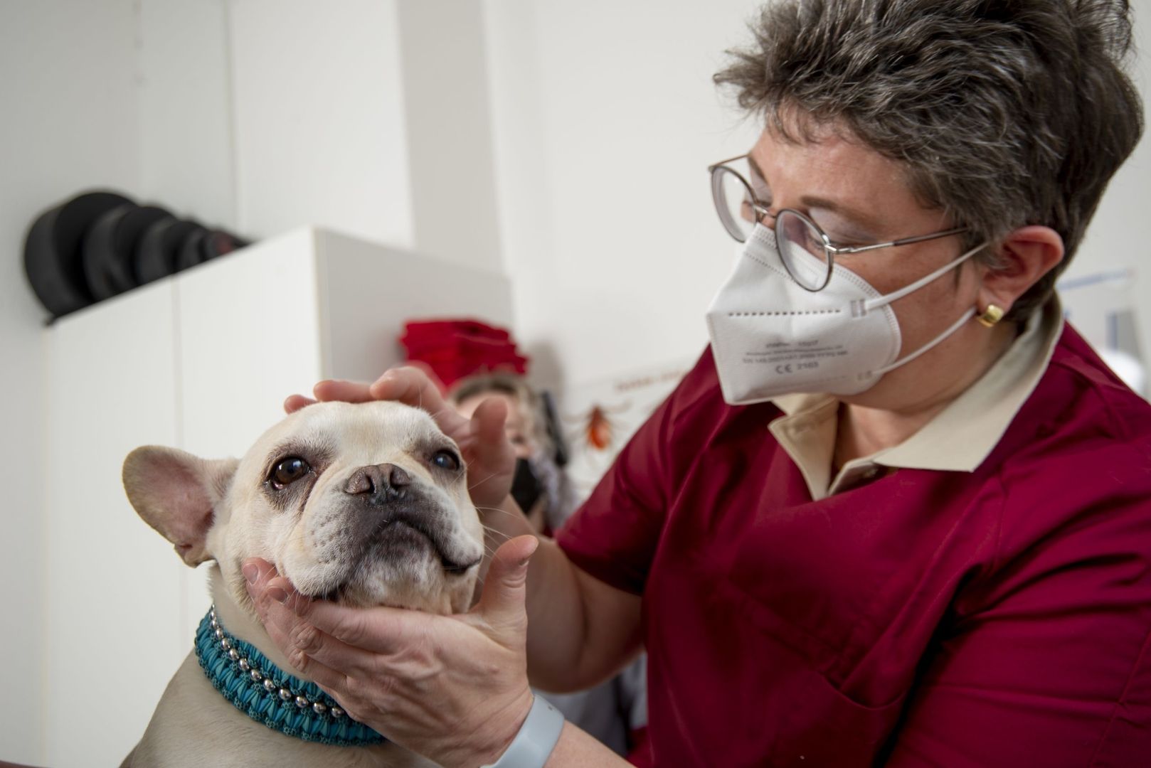 Dr. Friederike Tunkel untersucht einen Hund am Auge
