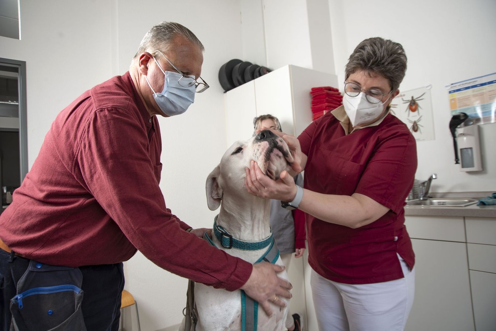 Dr. Friederike Tunkel untersucht einen Hund am Maul